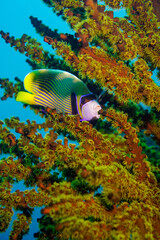 Beautiful emperor angelfish angel fish swimming in the colourful coral reef in the Similan Islands...