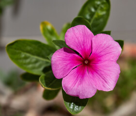 Beautiful little pink flower, wonderful red, Catharanthus Roseus