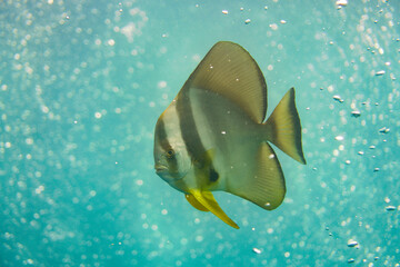 Beautiful coral fish swimming in the colourful coral reef in the Similan Islands in Thailand, Andaman Sea in Asia. Scuba Diving underwater photography