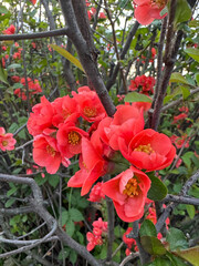 Vibrant red blossoms on branches in spring garden setting