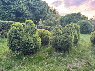 Lush green garden with sunset sky and trimmed bushes