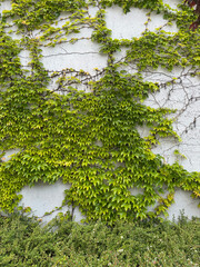 Lush green ivy climbing on white concrete wall in natural setting