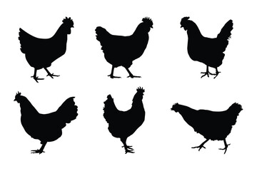 Hen And Rooster. Hen black vector. Set of Isolated silhouettes of Hen .	