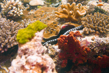 Beautiful coral snake sea serpent sea snake swimming in the colourful coral reef in the Similan Islands in Thailand, Andaman Sea in Asia. Scuba Diving underwater photography