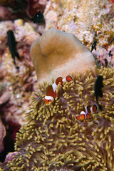 Beautiful clownfish in the anemone in the warm tropical water of Thailand, Similan islands in the Andaman Sea in Asia. Underwater scuba diving