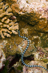 Beautiful coral snake sea serpent sea snake swimming in the colourful coral reef in the Similan Islands in Thailand, Andaman Sea in Asia. Scuba Diving underwater photography