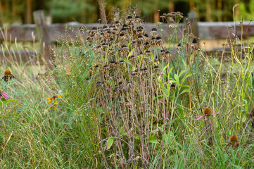 Fototapeta premium Uschniete suche słoneczniki w zapomnianym ogrodzie po upalnym lecie