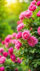 Obraz premium Bush with vibrant pink roses and lush green foliage
