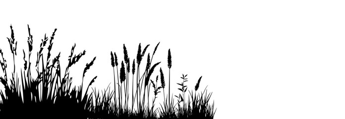 Silhouette of cattails and reeds. Wild grass on the river bank. Swamp coastal plants.
