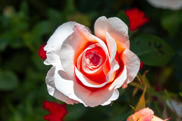Rosa en el jardín