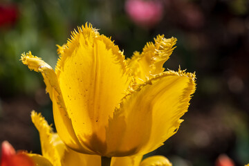 yellow tulip flower