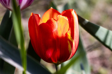 Fototapeta premium red and yellow tulips