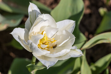 white tulip flower
