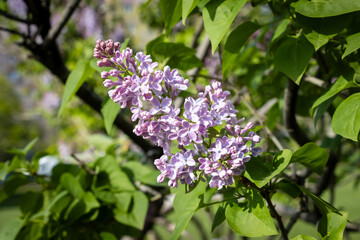 purple lilac flowers
