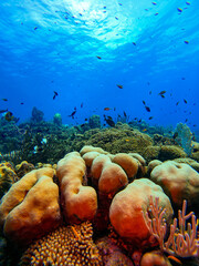 Beautiful coral fish swimming in the colourful coral reef in the Caribbean Sea in South American Curacao. Scuba Diving underwater photography