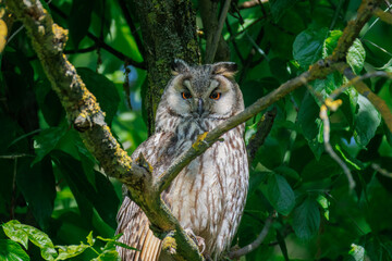 Long-eared Owl perched on a branch among green leaves, gazing at the camera on a sunny spring day.