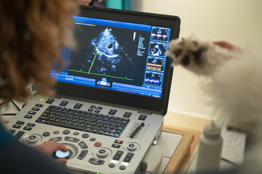 Veterinarian performing ultrasound scan on a dog in a veterinary practice