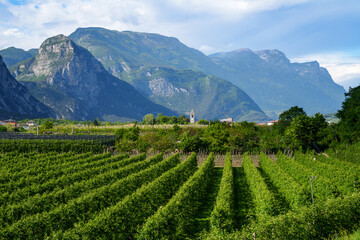 Wine-growing region in the Sarca Valley at the northern end of Lake Garda in the Trentino region. A...