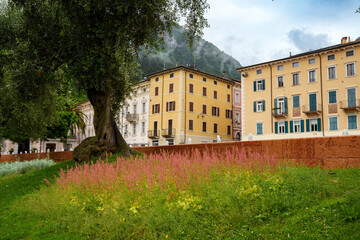 Scene with olive tree and blooming heather in front of a row of houses in Riva del Garda, Lake Garda in Italy.