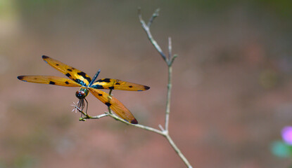 golden dragonfly on a stem