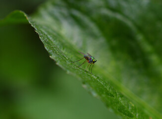 fly on a green  leaf