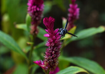 wasp  on a flower