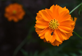 orange flower in the garden