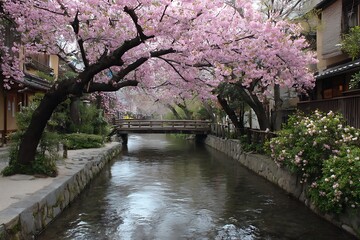 Cherry Blossom Spring Scene In Kyoto Japan  
