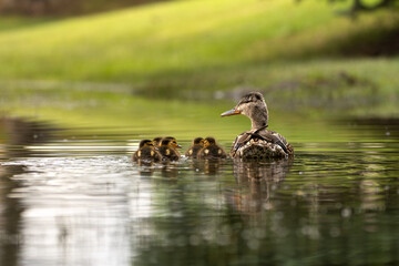 A mother duck swims with her ducklings in a calm pond, their brown plumage contrasting with the reflective water and lush green background.