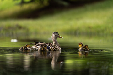 Mother duck swims with her ducklings in a calm pond, their brown plumage contrasting with the reflective water and lush green background. 
