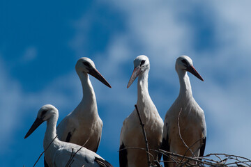Fototapeta premium Growing stork chicks. New generation of storks. Waiting for adulthood.