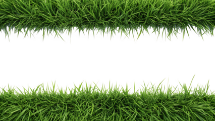Freshly cut green grass bordering black background for creative design elements