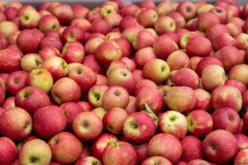 Freshly harvested red apples in large wooden crate at produce packing facility