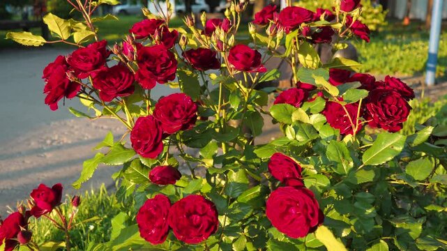 Delicate red roses thrive in a lush garden, soaking up the warm sunlight of early summer. Vibrant colors add life and charm to the surroundings, inviting admiration and peace. Evening, golden hour