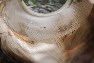 Exploring the intricate textures of a coconut tree trunk under warm sunlight