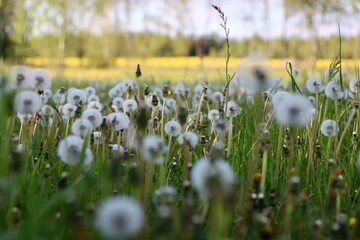 Obraz premium dandelion seed heads field in the spring 