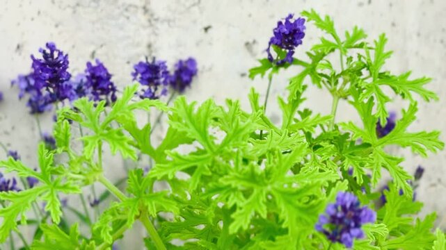 Powerful Natural Insect Repellent &ndash; Citronella and Lavender Growing Together.