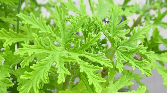 Close-Up of Citronella Plant Leaves in Natural Light.