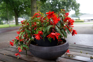 A black pot holds a Begonia Boliviensis plant on a wooden table. Raindrops are visible on the...
