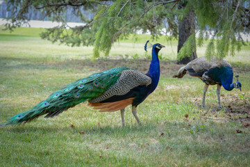 Obraz premium Peacock free range at the Zoo