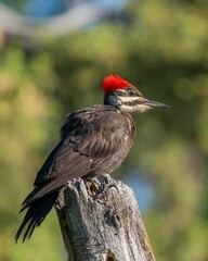 Fototapeta premium Close-up of a pileated woodpecker perched on a tree with a blurred green background.