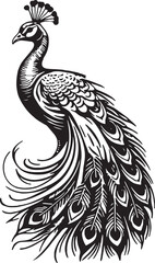 Ornate Black and White Peacock Illustration – Flowing Feather Vector Art