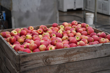 Freshly harvested red apples in large wooden crate at produce packing facility