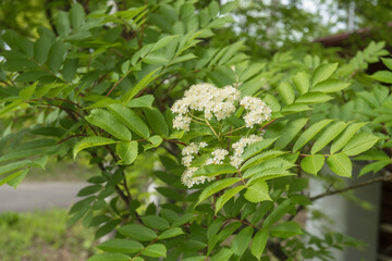 日本：ナナカマド（Sorbus commixta ）／白い花と対生する葉／長野県・５月