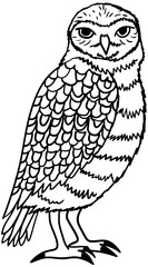 Burrowing Owl Vector Outline Line Art Drawing