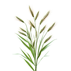 Elegant pampas grass swaying gently in the breeze, adding a touch of nature's beauty to any space.