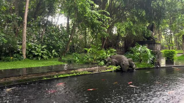 Forest ambience with komodo statue and koi fishs in the pool during rainy season. Nature or ASMR background footage