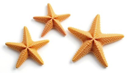 Yellow starfish isolated on white background