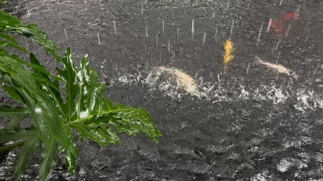 View of wet green leaves during rainy season with koi fishs and raindrops falling on the pond. Nature or ASMR background footage