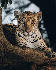 leopard in zoo